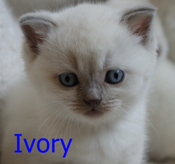 Ivory17.JPG