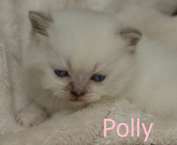 Polly1.JPG