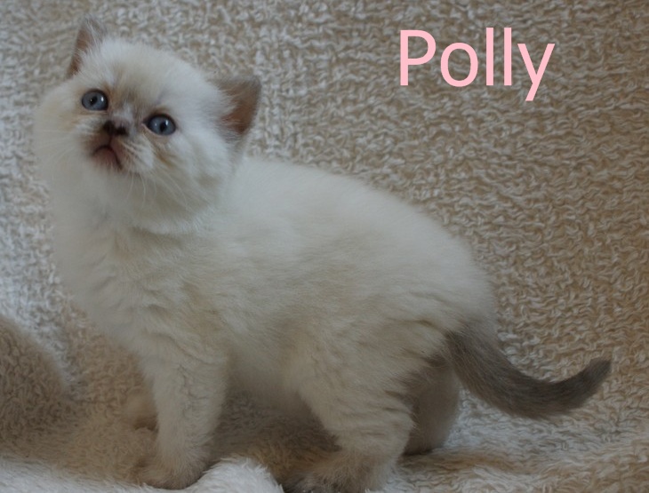 Polly11%20(1).JPG