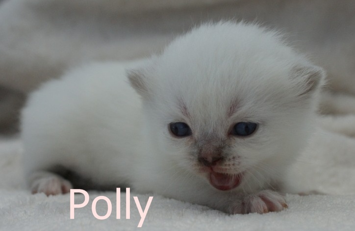 Polly2%20(2).JPG